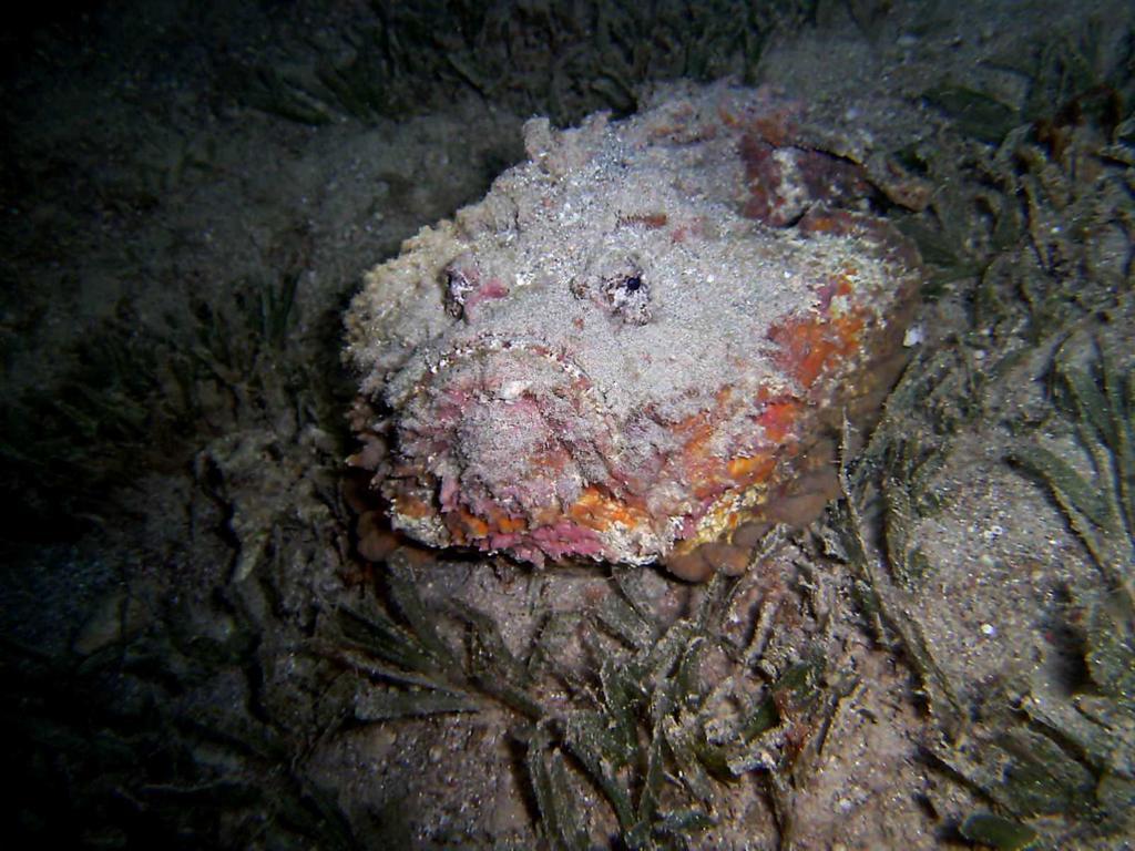 Arab Divers Dive Center&Bed&Breakfast Akaba Exterior foto
