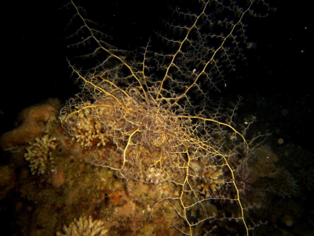 Arab Divers Dive Center&Bed&Breakfast Akaba Exterior foto