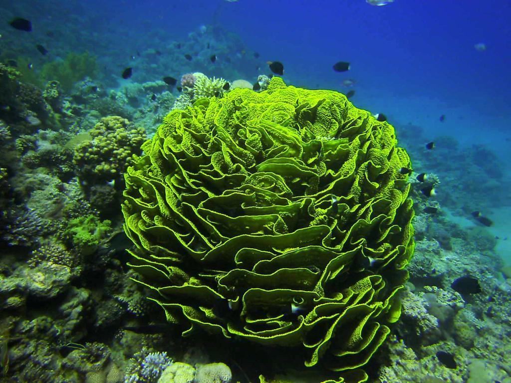 Arab Divers Dive Center&Bed&Breakfast Akaba Exterior foto