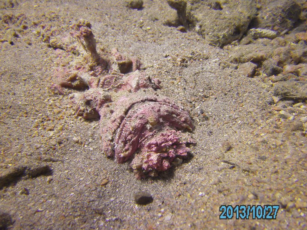 Arab Divers Dive Center&Bed&Breakfast Akaba Exterior foto